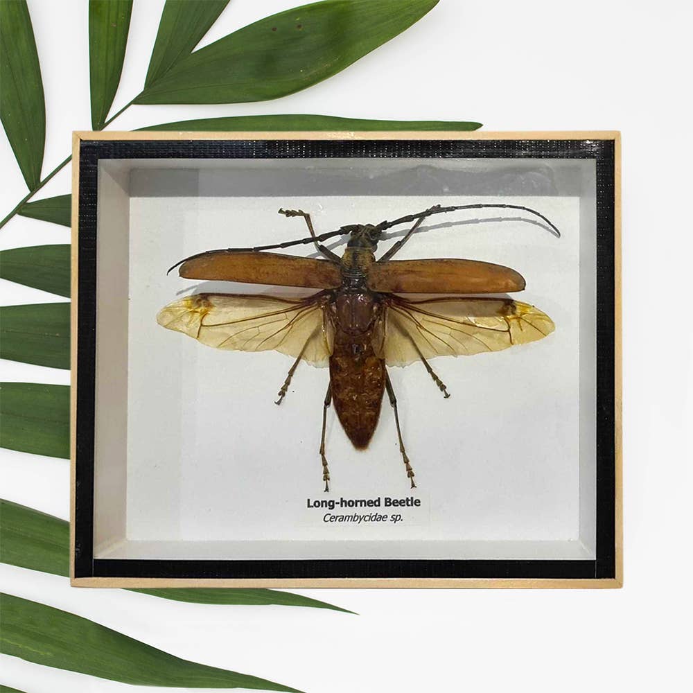 VIE - Wholesale Wall Accent - Framed Insect, Assorted38