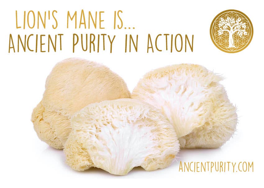 Ancient Purity – wholesale Oral supplement/vitamin – Lion's Mane Mushroom 60 x 425mg Capsules | Organic UK Grown5
