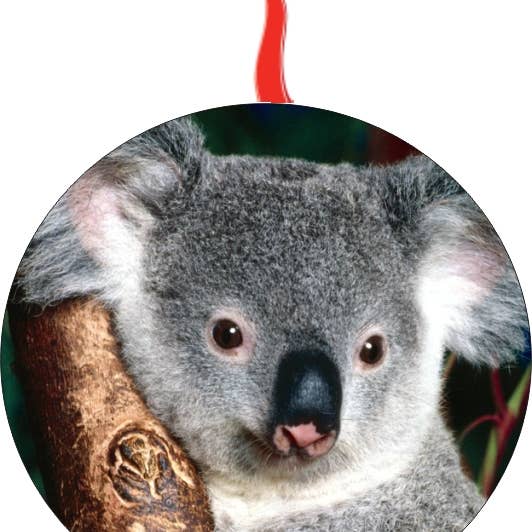 BMS BIZ - Wholesale Ornament - Koala Bear Christmas Ornament0
