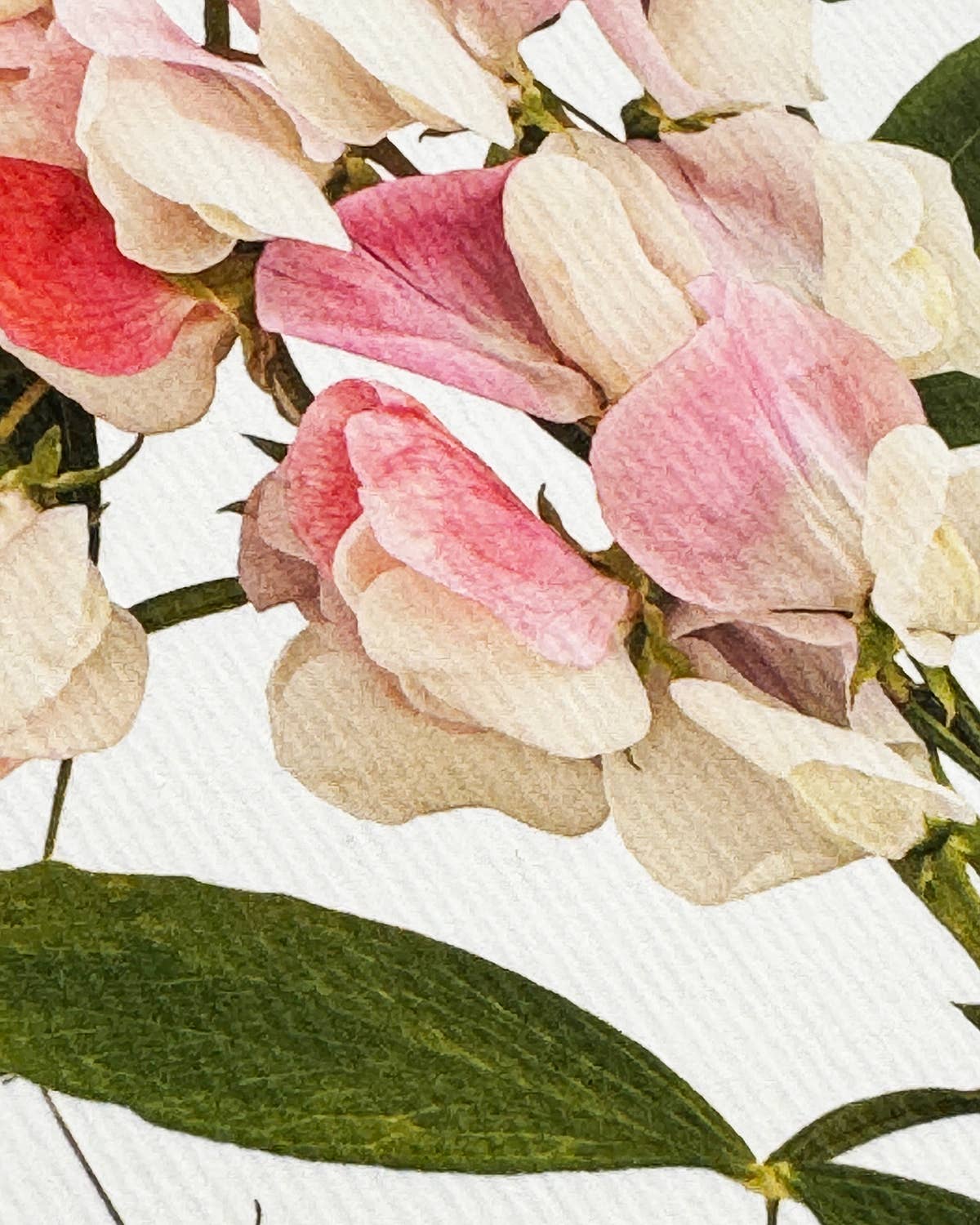 Canonbury Press - Wholesale Thank You Card - Pink Sweet Peas Greeting Card | Birthday Card | Luxury Cards1