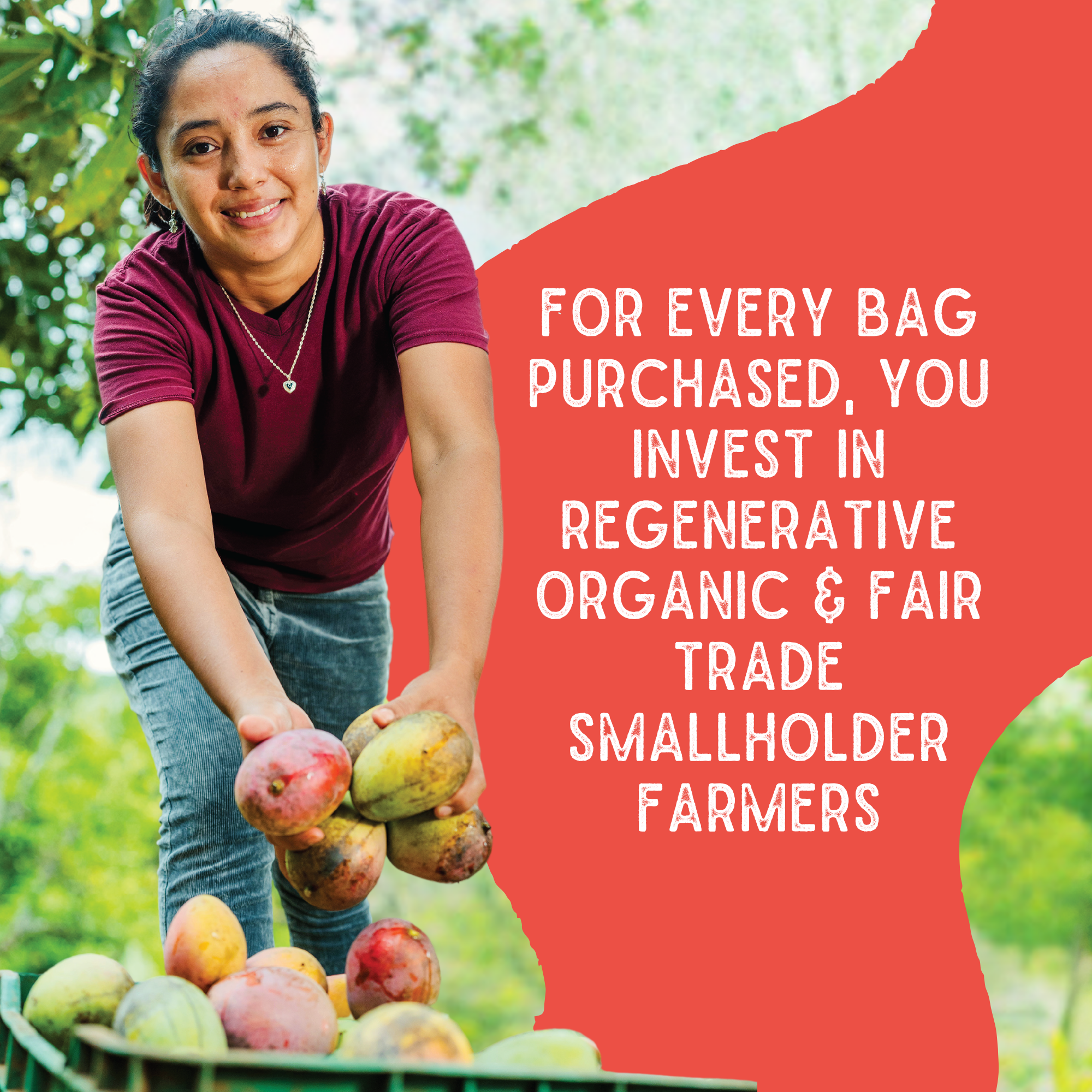 Sol Simple - Wholesale Dried/Dehydrated Fruit - Regenerative Organic Certified Solar Dried Chili Mango-3oz 6