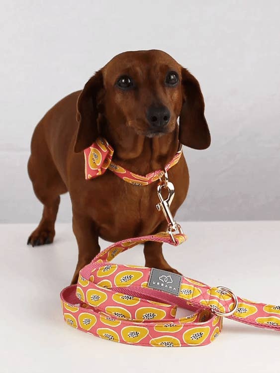 Papaya Madness Dog Collar for wholesale by Urbana Pet Boutique