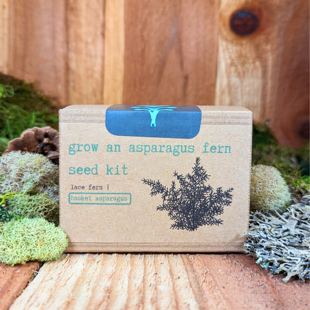 Plantflix - Wholesale Plant Seeds - Houseplant Seed Kit 3