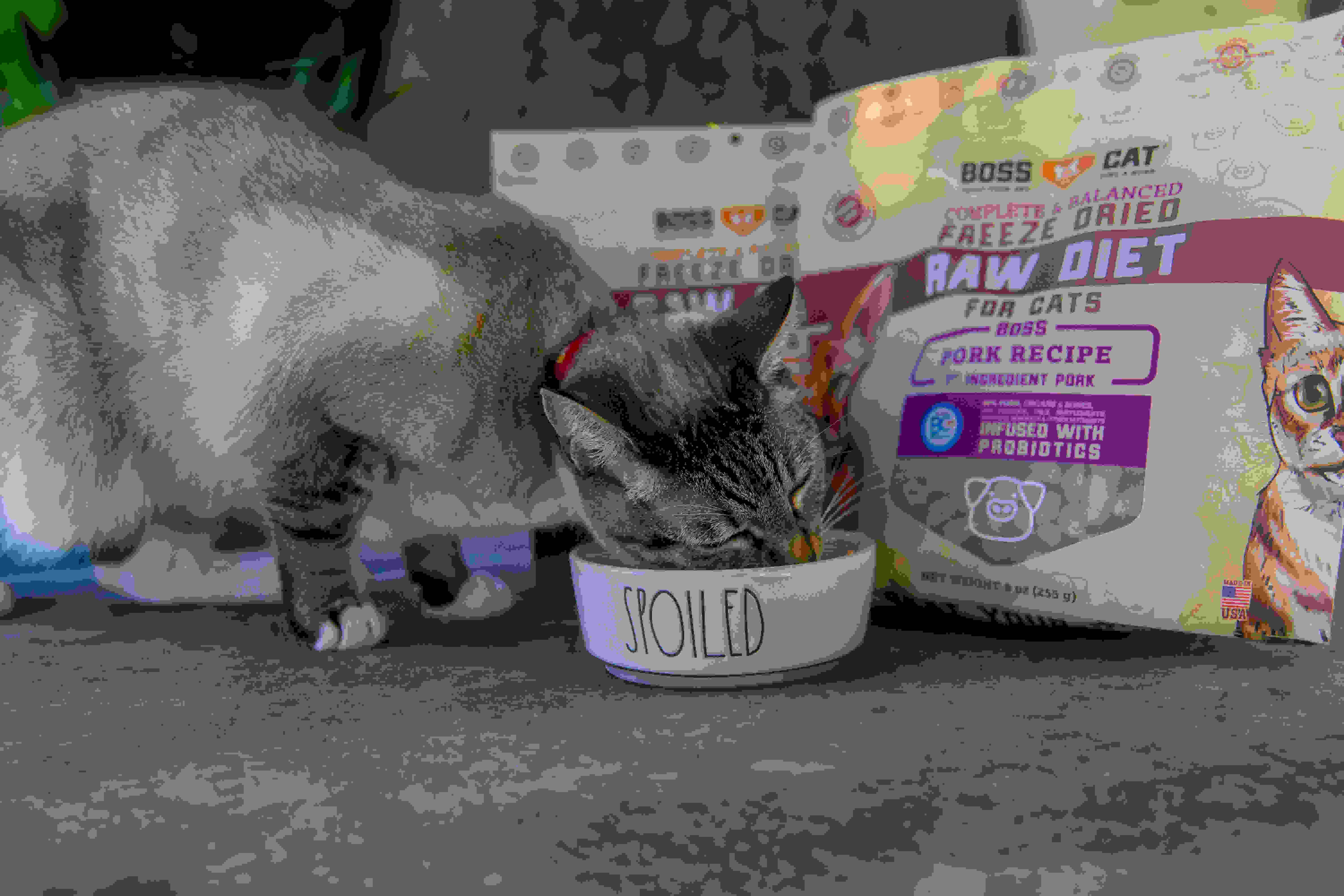 BOSS DOG BRAND, INC. - Vente Nourriture – chat - Boss Cat Régime Lyophilisé - Porc (9oz)1