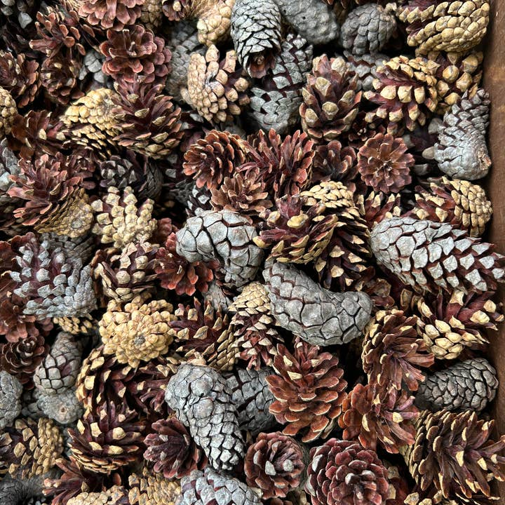 Jack Pine Cones, UNSORTED, Approximately 30 pounds, for wholesale by Bringoutdoorsindoors