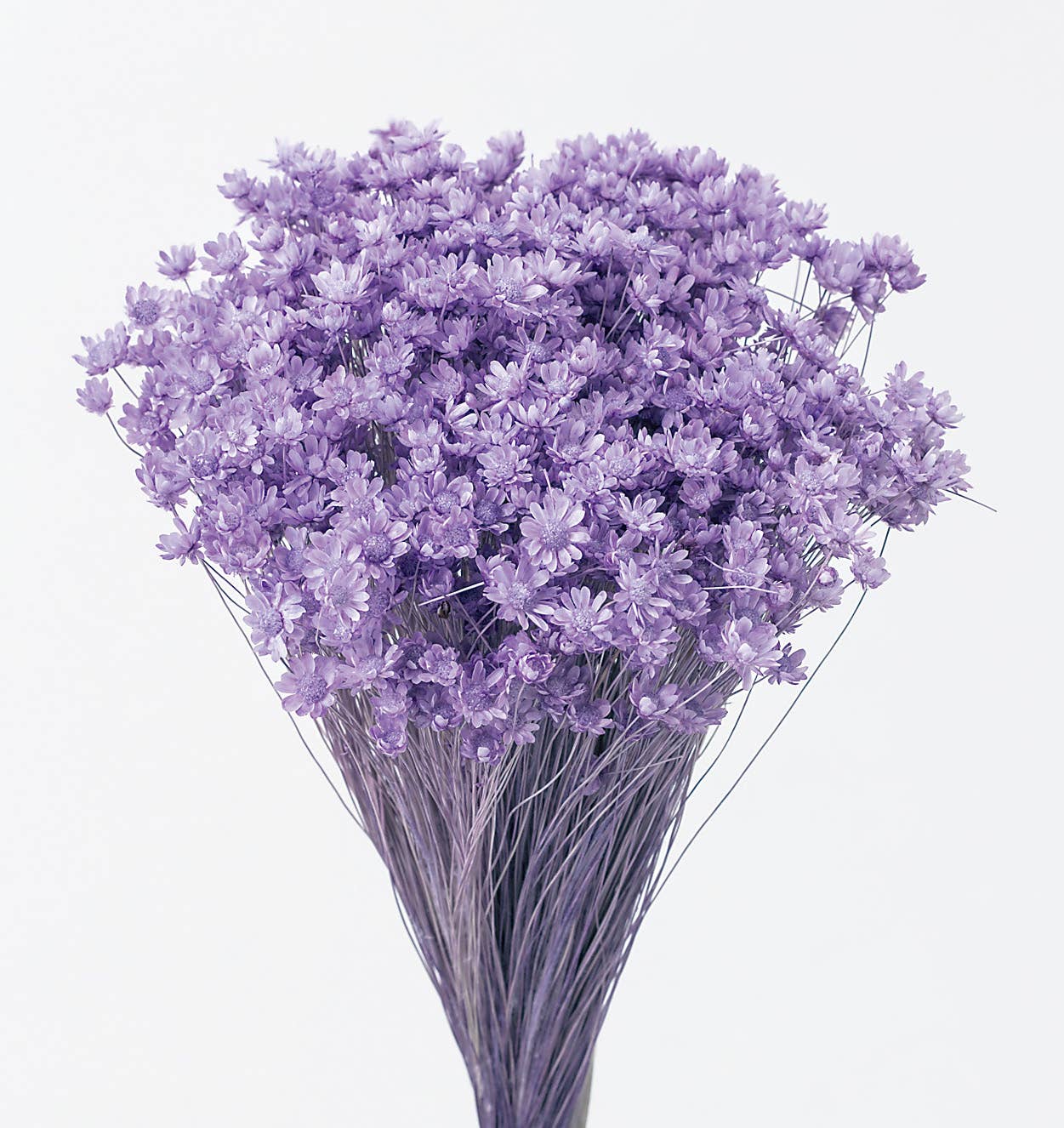 2626 Designs - Wholesale Dried/Pressed Flowers - Dried Preserved Star Flower Mini | Realistic & Lasting Decor7