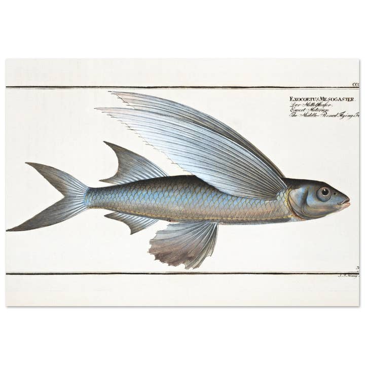 Exocoetus Mesogaster for wholesale by Maison de Paloma