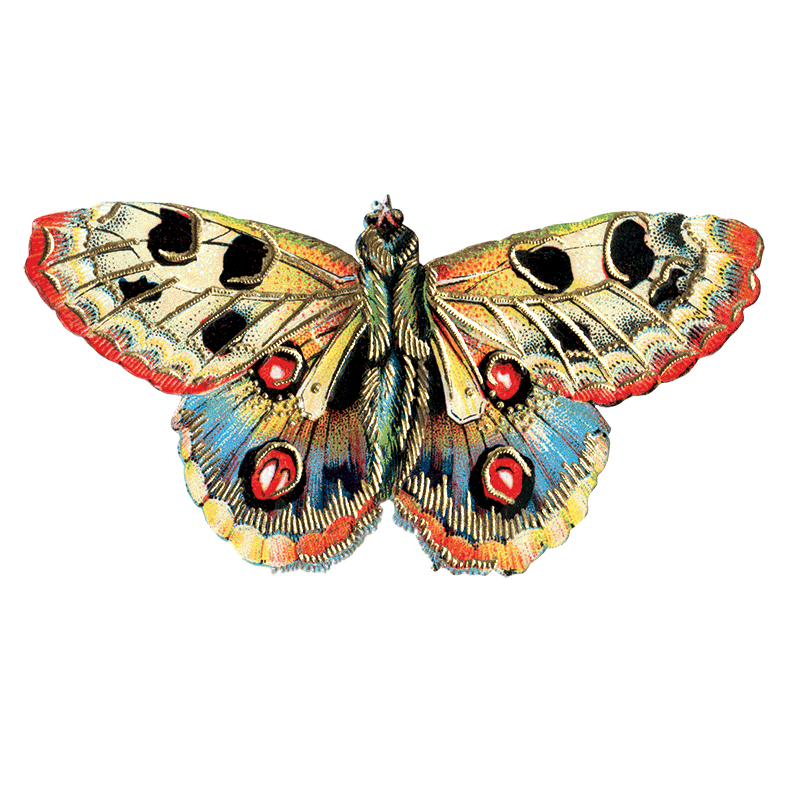 Laughing Elephant – Großhandel Aufkleber – Butterfly Box — Stickerbox für den täglichen Gebrauch17