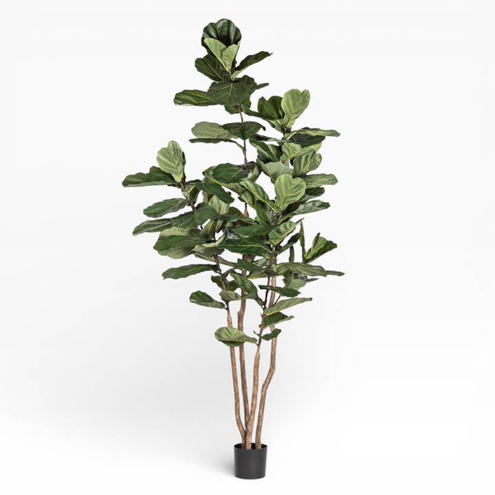 8' Fiddle Leaf Fig Tree FP1409 for wholesale by Replica Plants and Decor