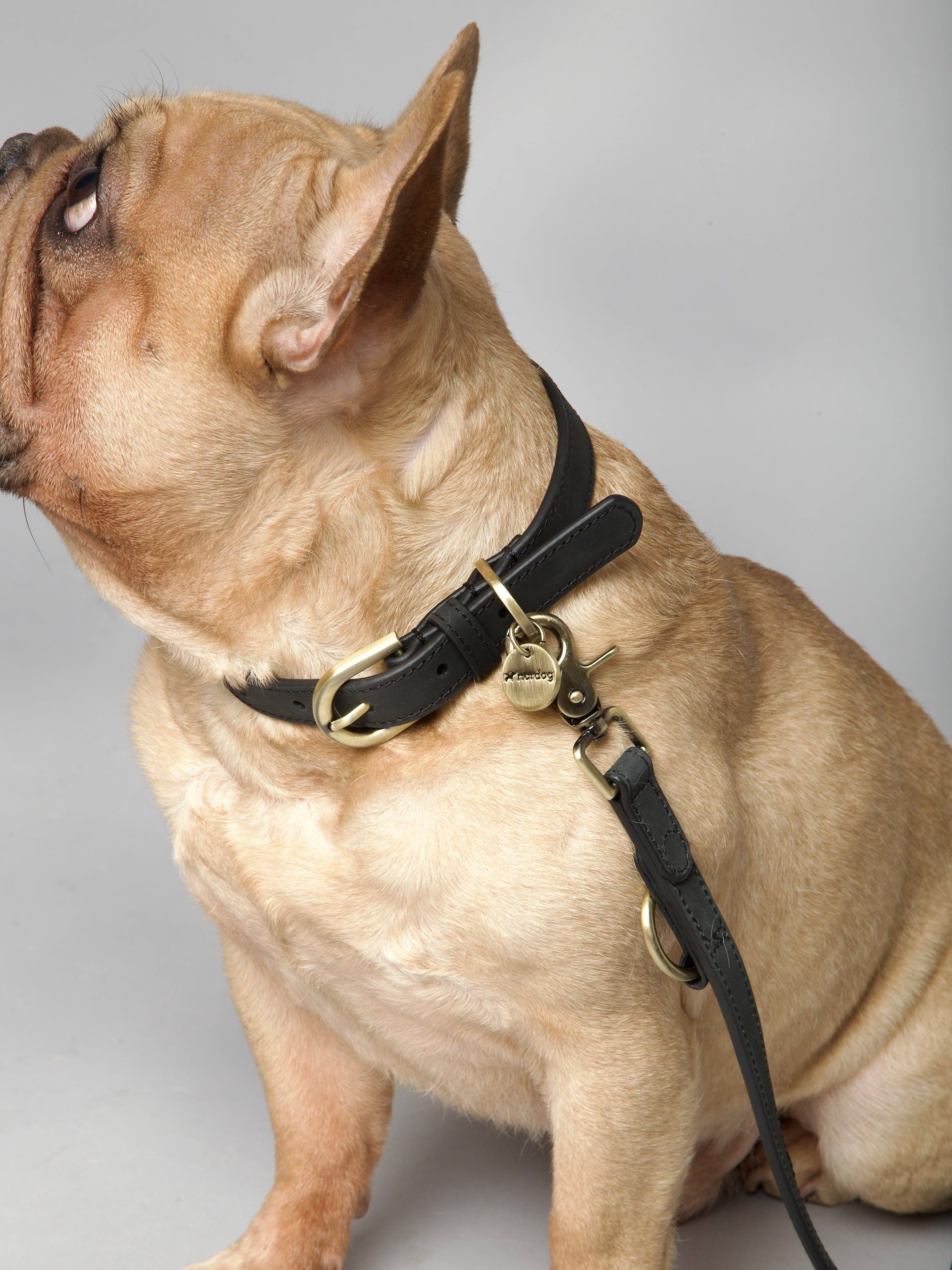 Nordog – Großhandel Haustierhalsband – Hund – Thomas Hundehalsband Coal aus italienischem Nubukleder7