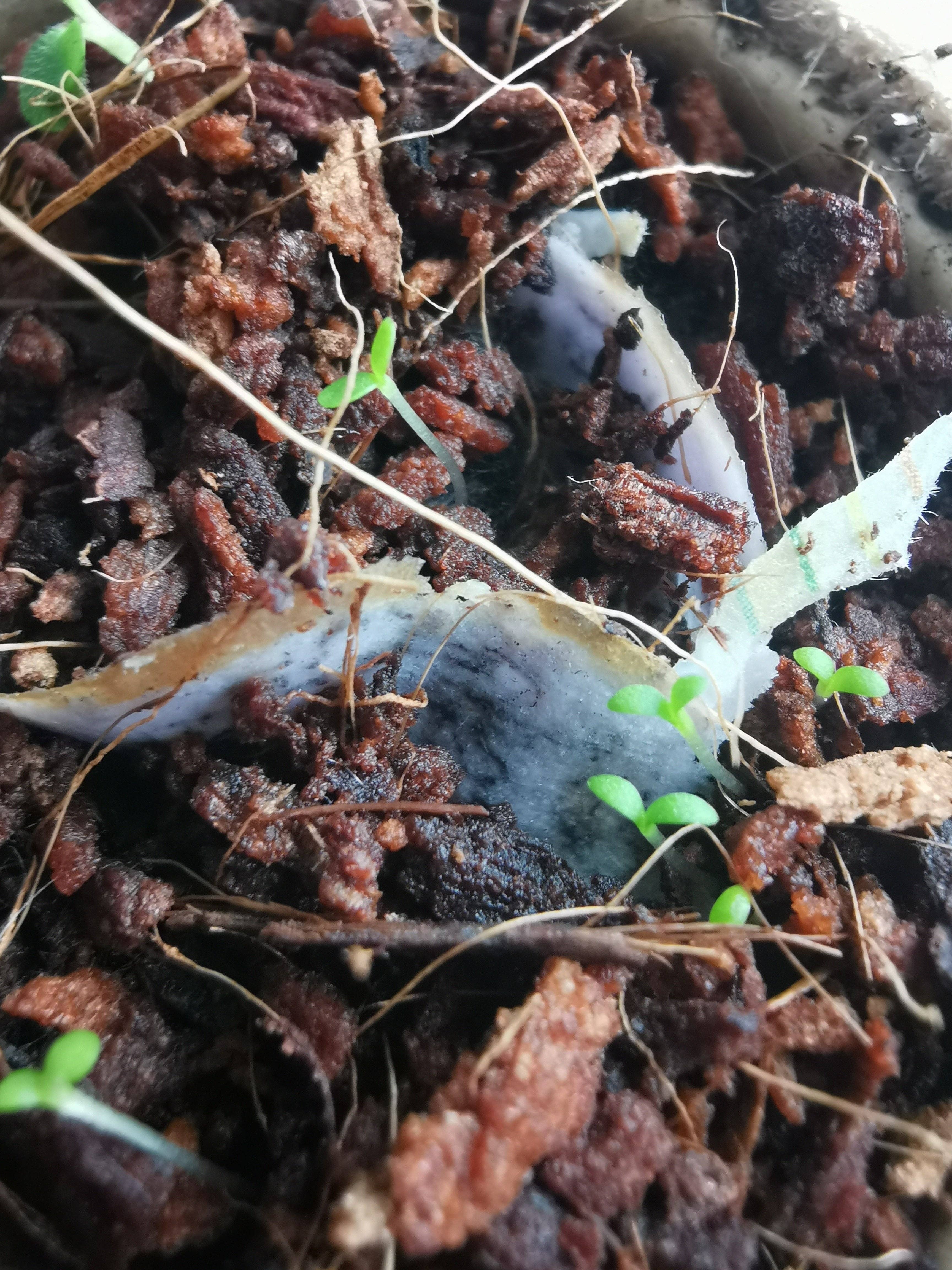 Rippotai - Wholesale Pencil - Semi-paper pencil, write, temper and sow!8