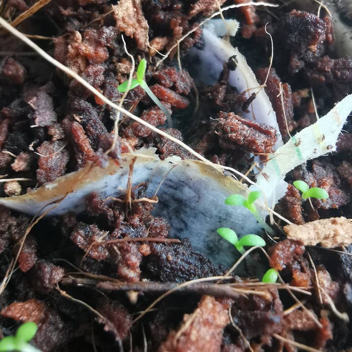 Rippotai - Vendita all'ingrosso Matite - Matita in carta semi, scrivi, tempera e semina!8