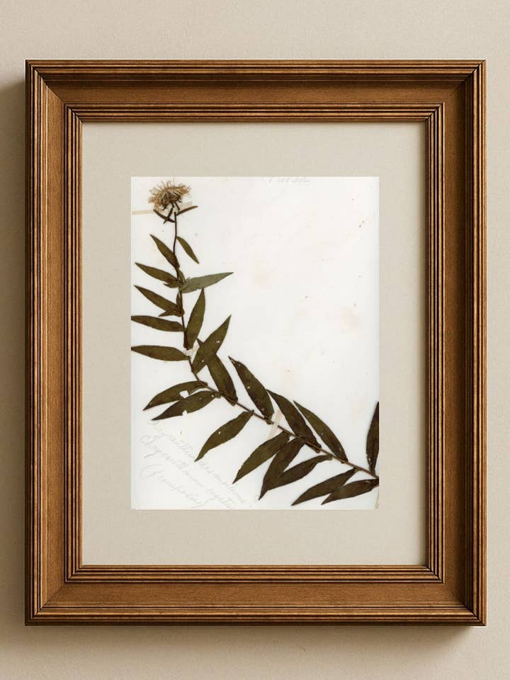 Herbier de Provence: Centaurea montana para venta al por mayor de Gabi Brown Art