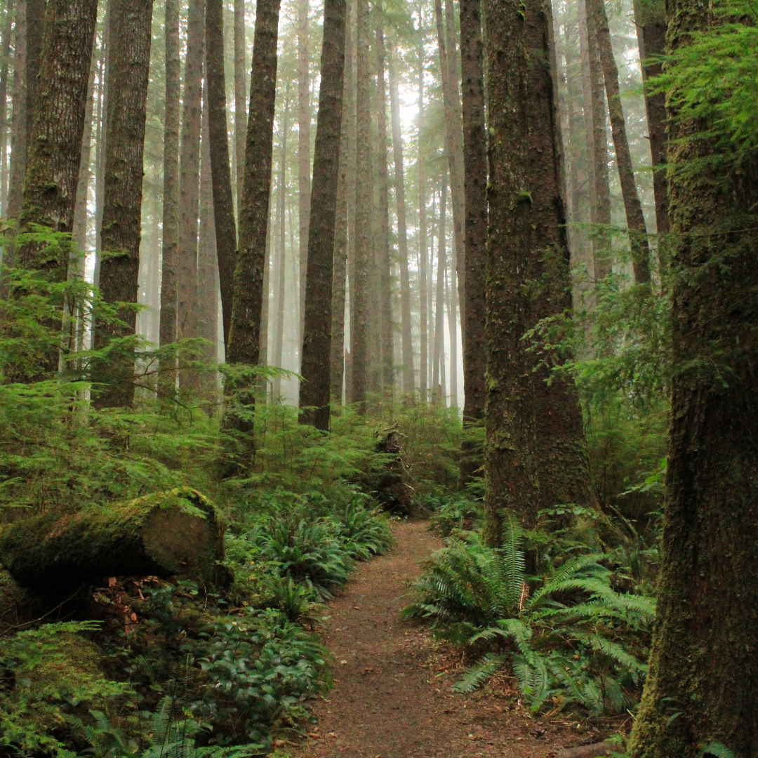 Fernberry – wholesale Burkljus – DuPont Forest - 8oz Träväckljus (Inspirerat av NC-destination)2