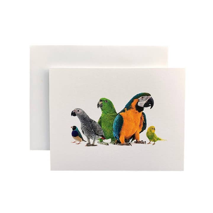 Parrot Note Cards for wholesale by Yozo Studio