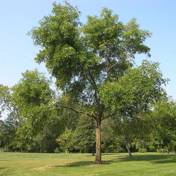 The Rike - Wholesale Plant Seeds - 4 pack x 100 Seeds Green Ash Tree Seeds for Planting