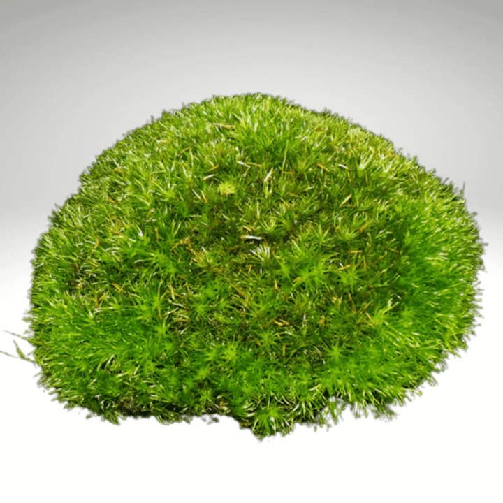 I Giardini Di Giulia - Vendita all'ingrosso Piante vive - Muschio Vero Leucobryum Glaucum - Confezione da 4 Zolle