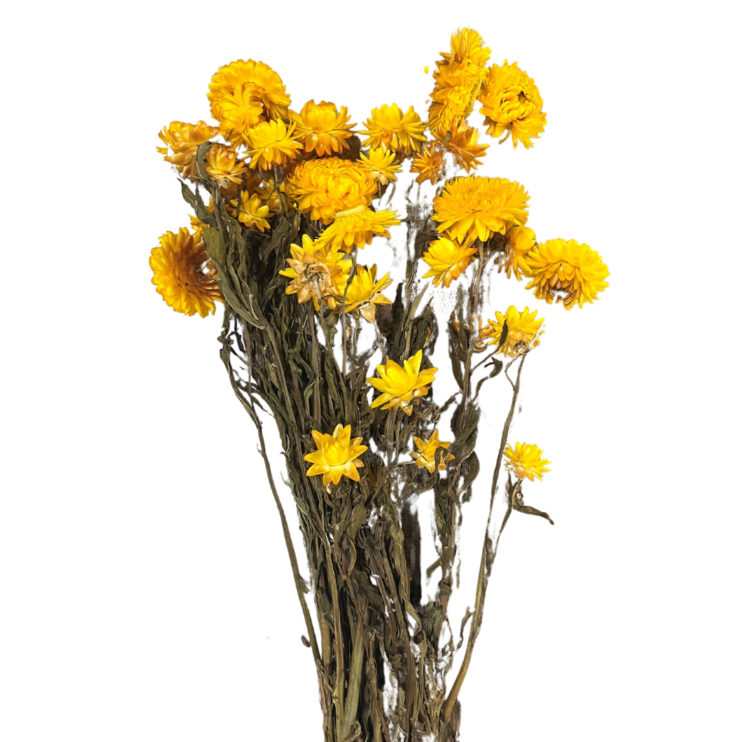 Botanico Ltd. - Wholesale Dried/Pressed Flowers - Helichrysum 0