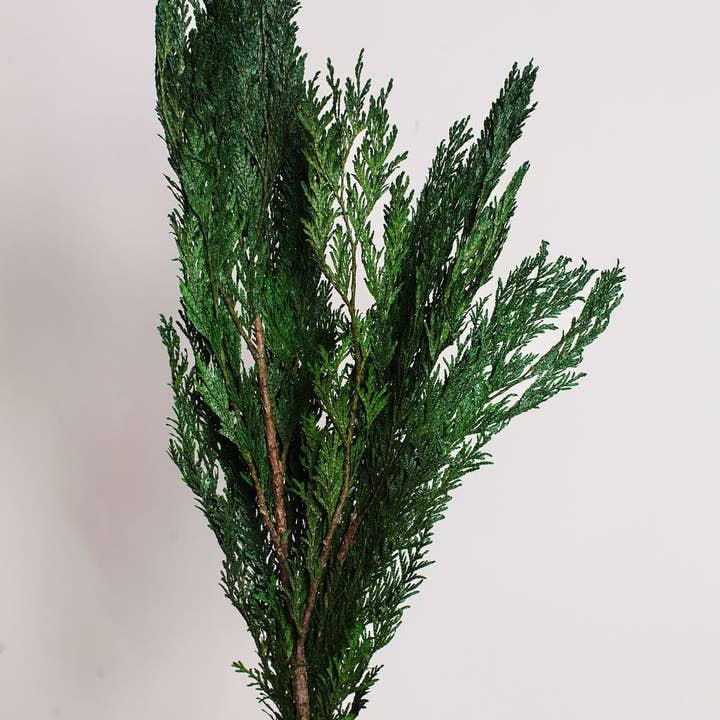 Idlewild Floral Co. - Wholesale Dried/pressed flowers - Preserved Cedar2