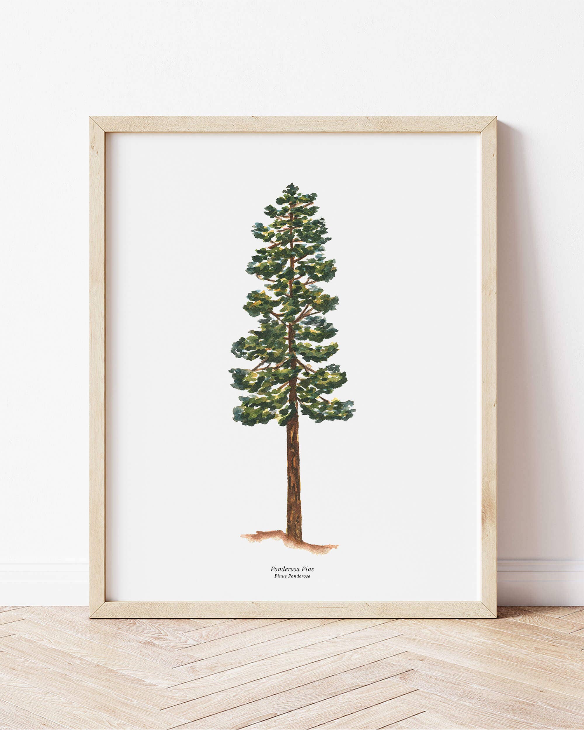 Watercolor Wednesday - Wholesale Art Print - Tree Art Print | Watercolor Ponderosa Pine Nature Wall Art