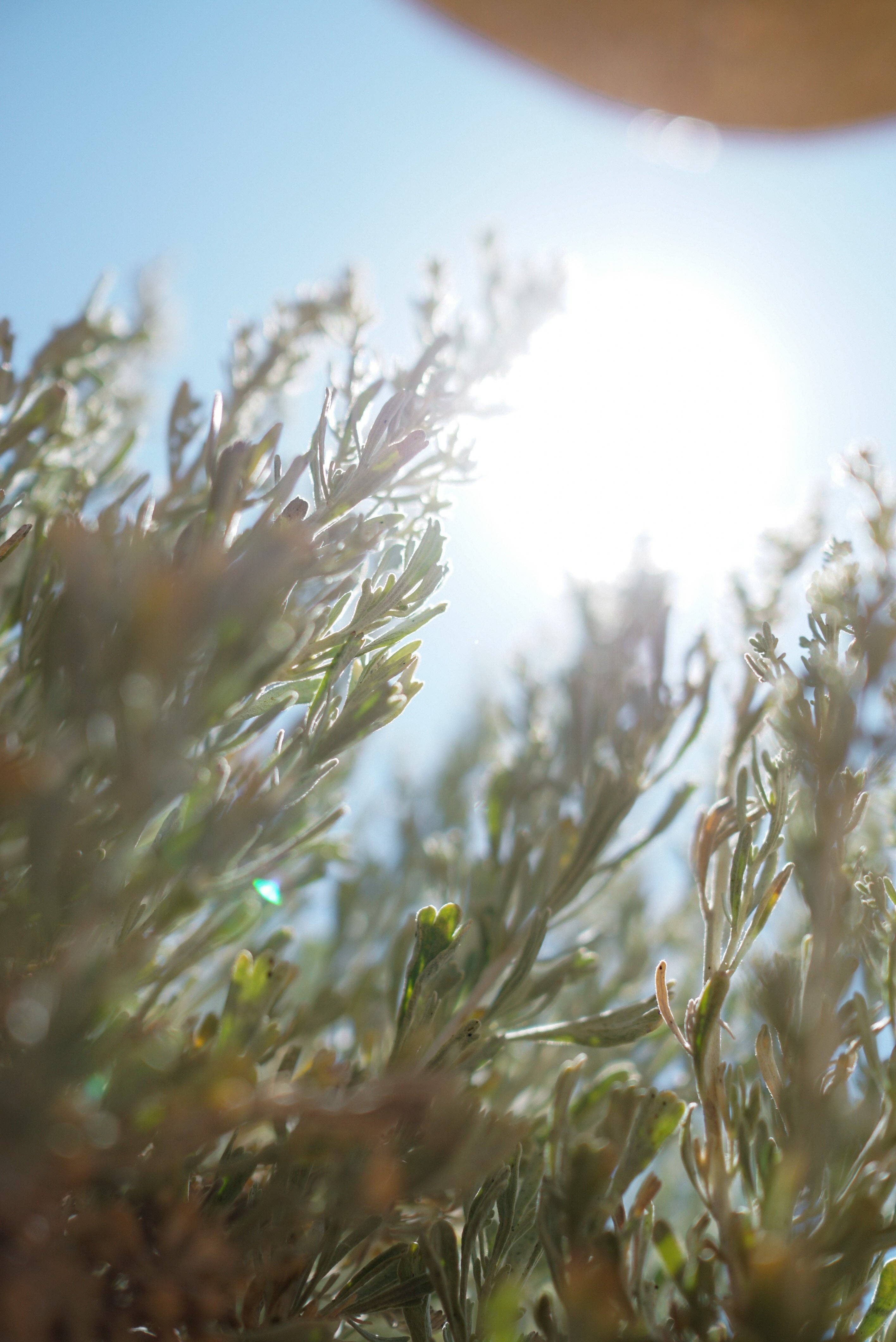 Kiyani - Wholesale Healing Salve/Balm/Cream - Calming Salve Refill3