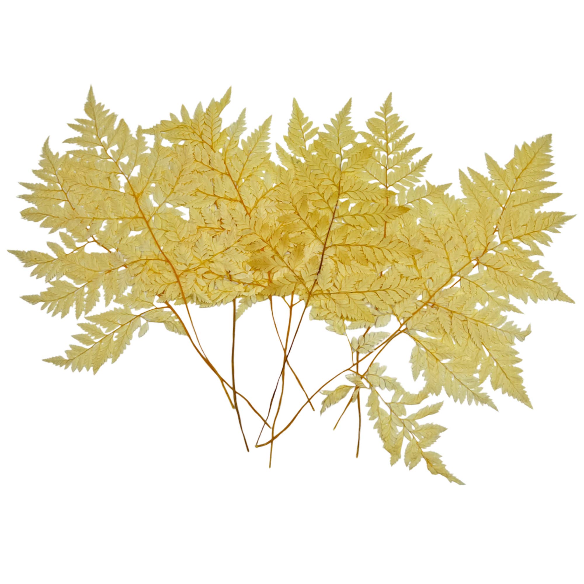 2626 Designs - Vente Fleur séchée/pressée - Fougère Davallia Mariesii séchée et préservée22