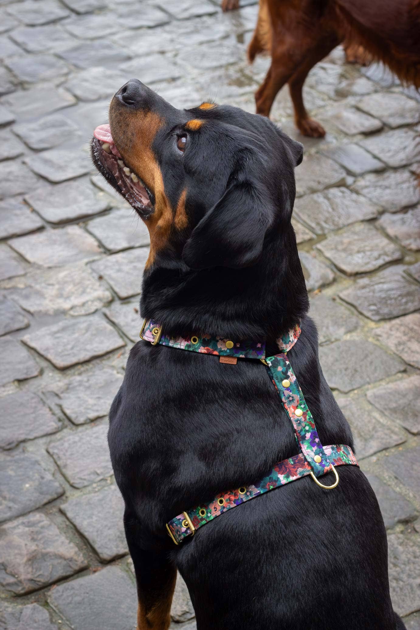 Atelier Markiz - Wholesale Pet Harness - Dog - Scarlett Harness3