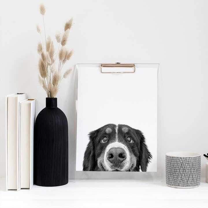 Bernese Mountain Dog Peeking Print for wholesale by Perkie Prints