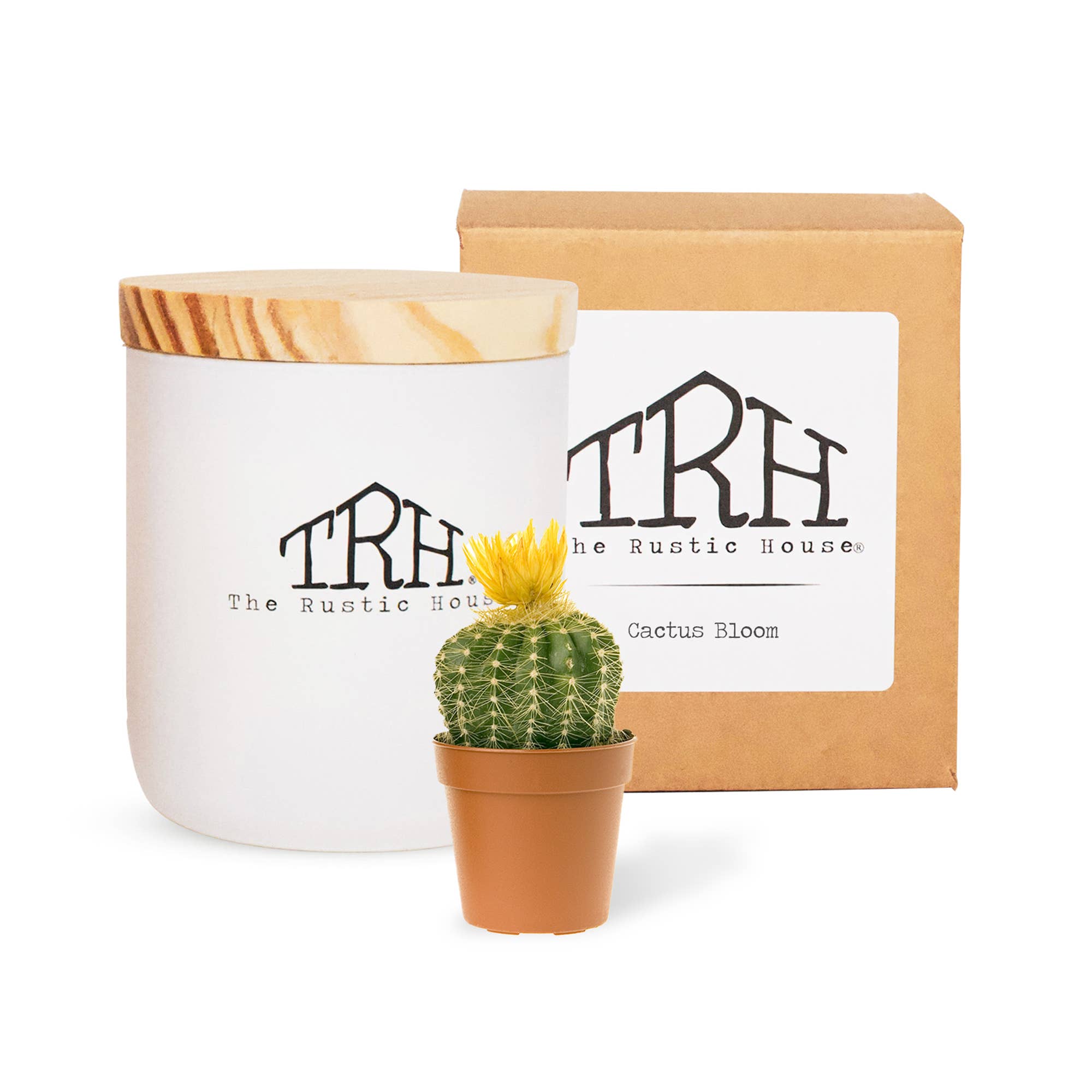 The Rustic House - Wholesale Jar/Filled Candle - Cactus Bloom  | White Soy Candle + Gift Box | 8oz.1