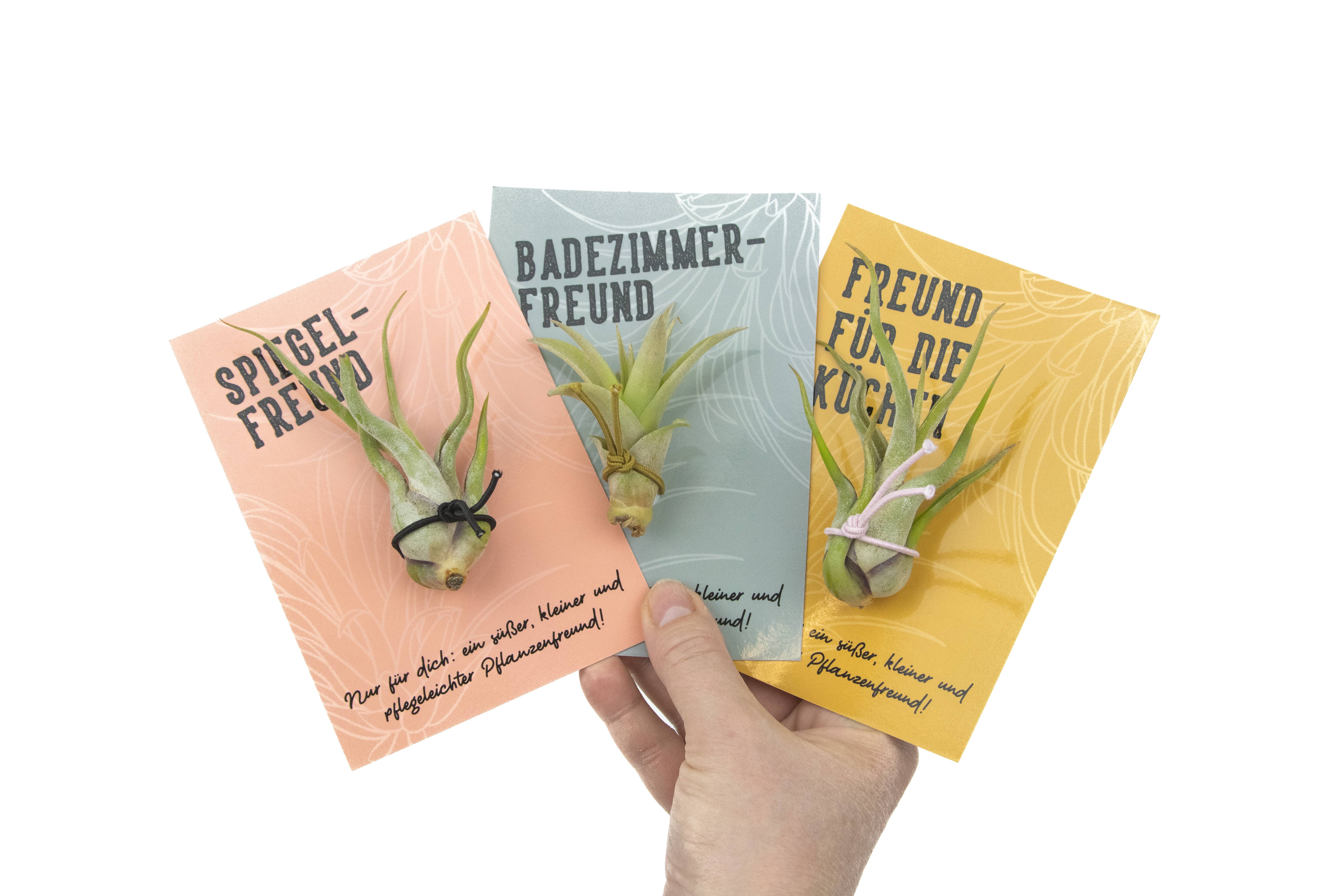 Juffrouw Pannenkoek deco /JP deco - Vendita all'ingrosso Piante vive - Set per amanti delle piante con 9 Tillandsie e ventosa trasparente1