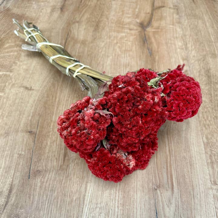Lovejoy Farms Premium Dried Flowers - Wholesale Dried/Pressed Flowers - Coxcomb (Celosia) - Red