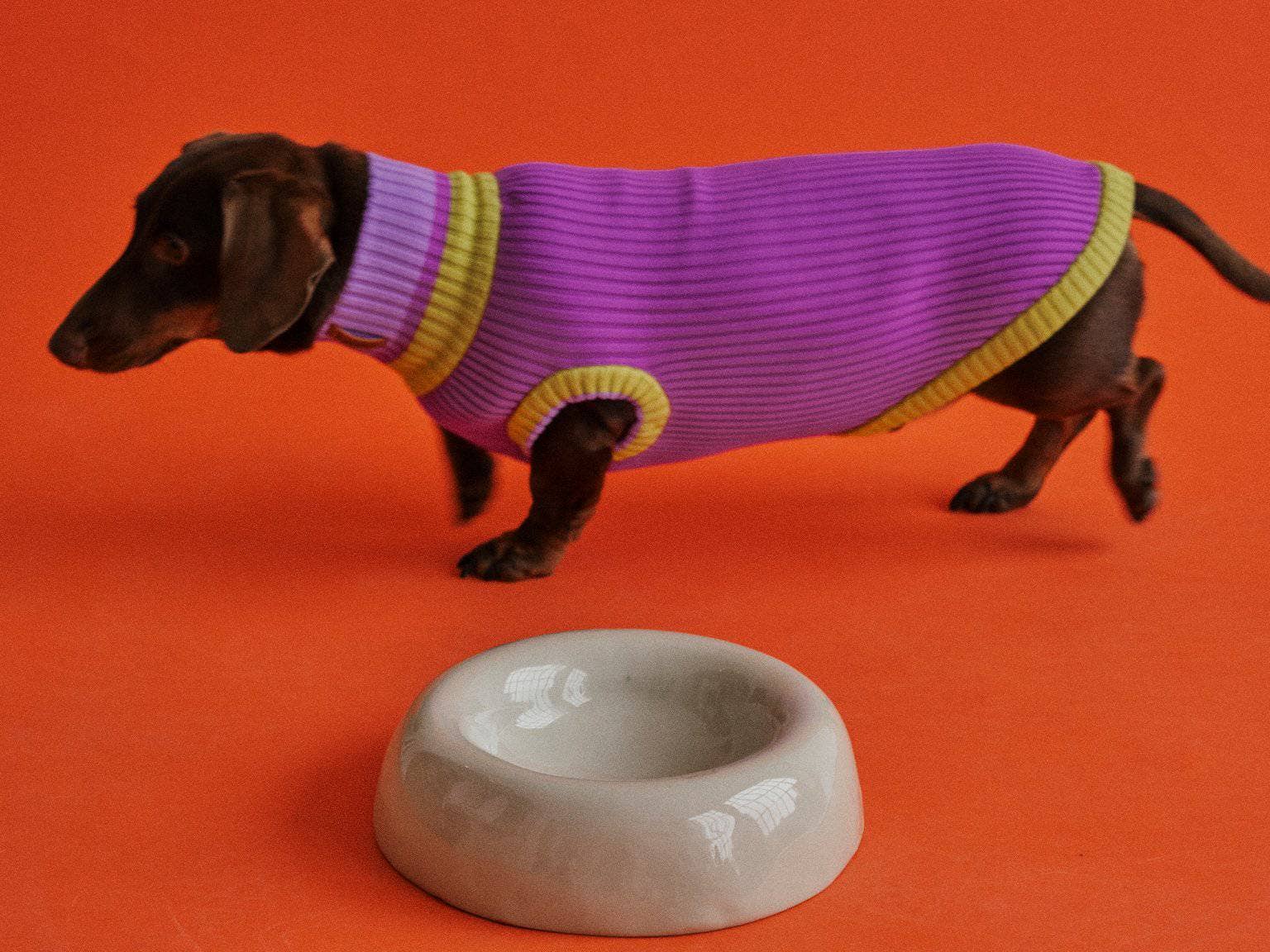 VIOLA SPRING THE GLOW JUMPER - Neon Dog Sweater - (Viola Spring) for wholesale on Faire5