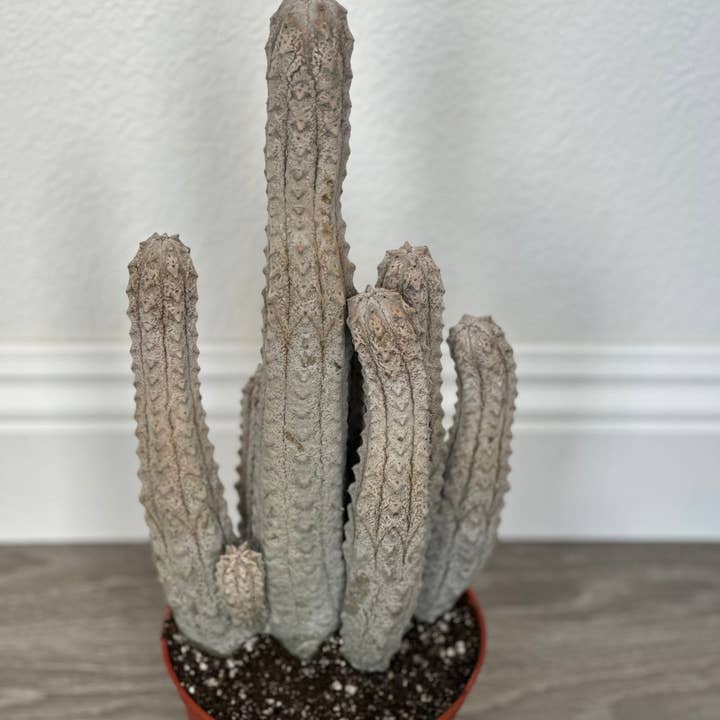 Grow Margo - Vente Succulentes - Cluster gris Euphorbia Abdelkuri - Cactus vivant unique - Cand