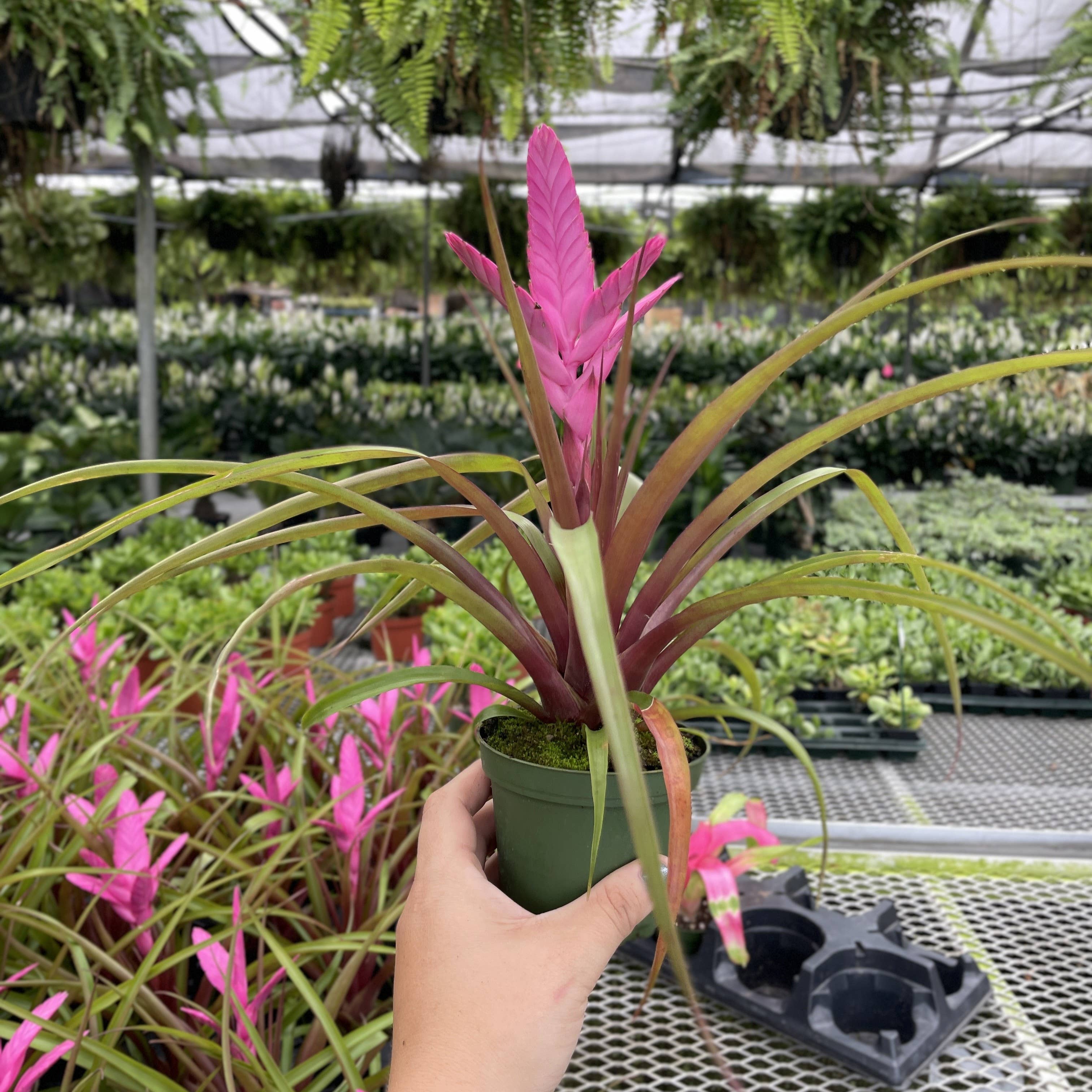 Thorsen's Greenhouse - Wholesale Live Plant - Antonio Pink Bromeliad - 4" Live Plant2