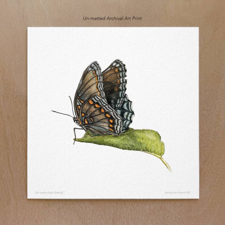 Red-spotted Purple Butterfly Art Print for wholesale by Rachael Bee Artwork