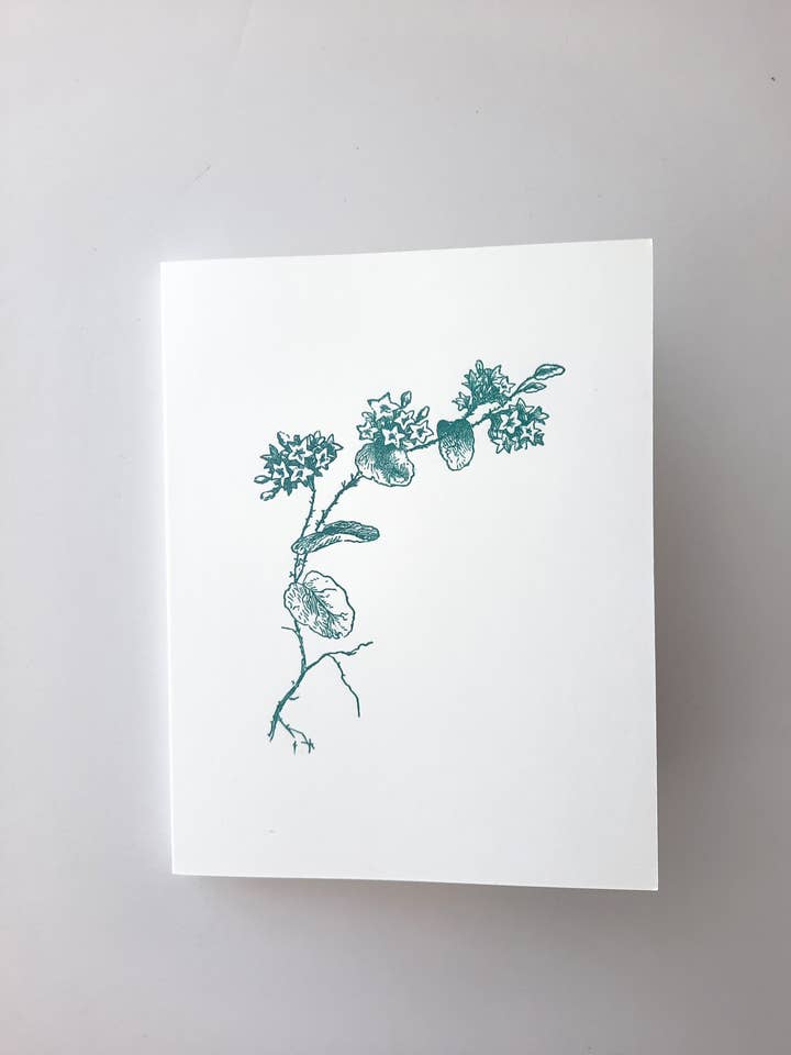 A Starflower for wholesale by The Southern Letterpress