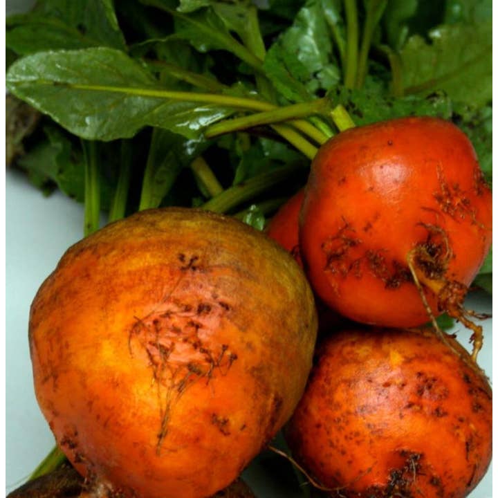 Beet Seeds - Golden Detroit for wholesale by Sow True Seed