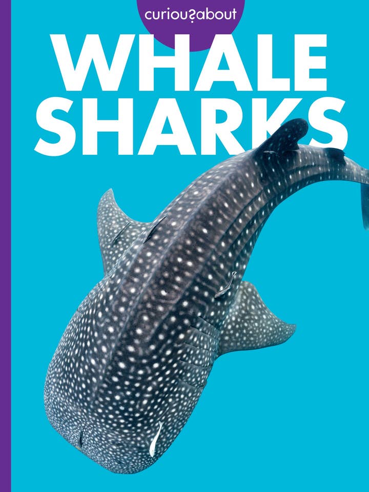 Curious about Whale Sharks for wholesale by Amicus Publishing