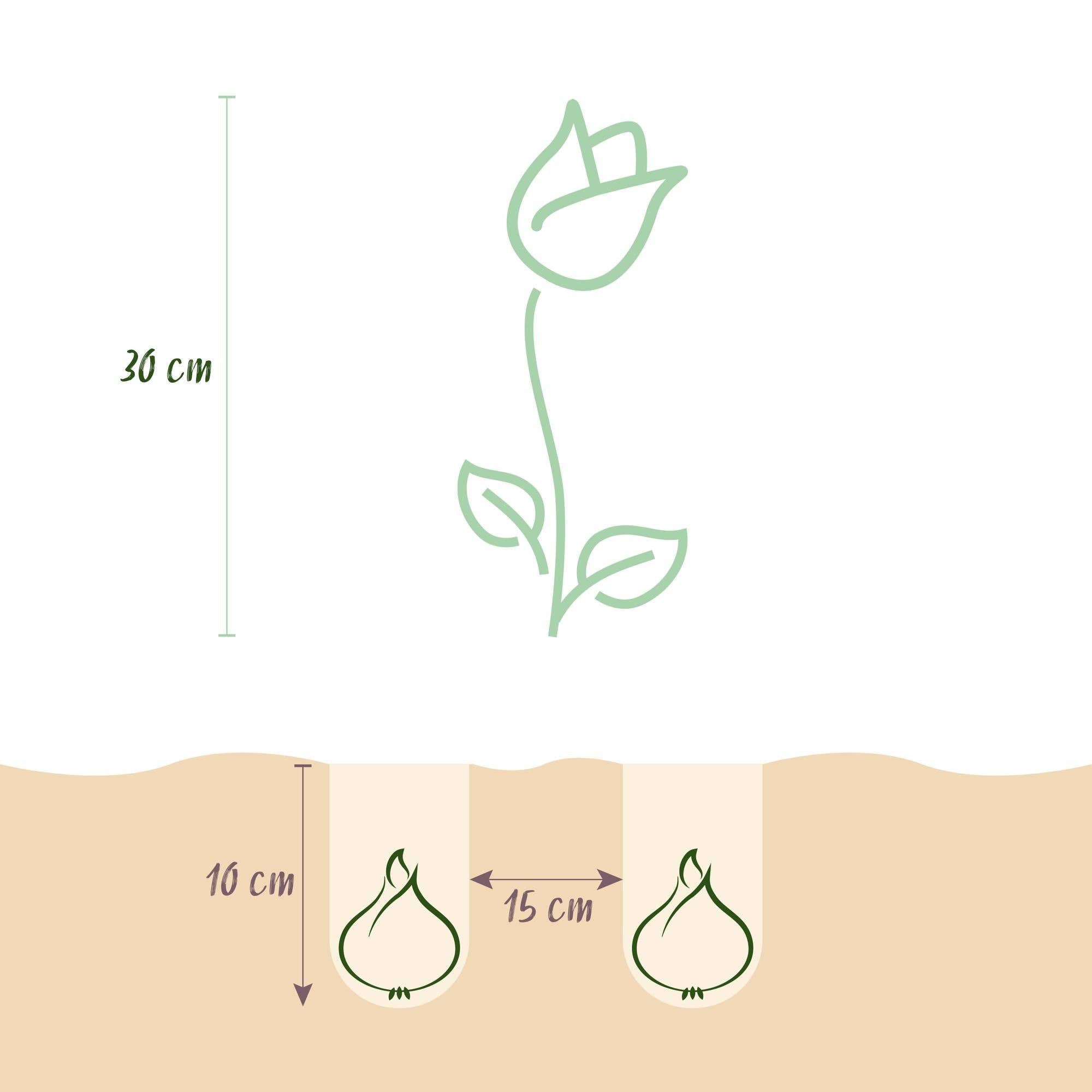 Oasis of Life – wholesale Live plant – Tulip Bulbs Blueberry Mix – Various Colors – 12 Pieces – Bulb Size 11/12 – Colorful Tulip Mix for Garden, Balcony & Terrace – Spring Bloomer3