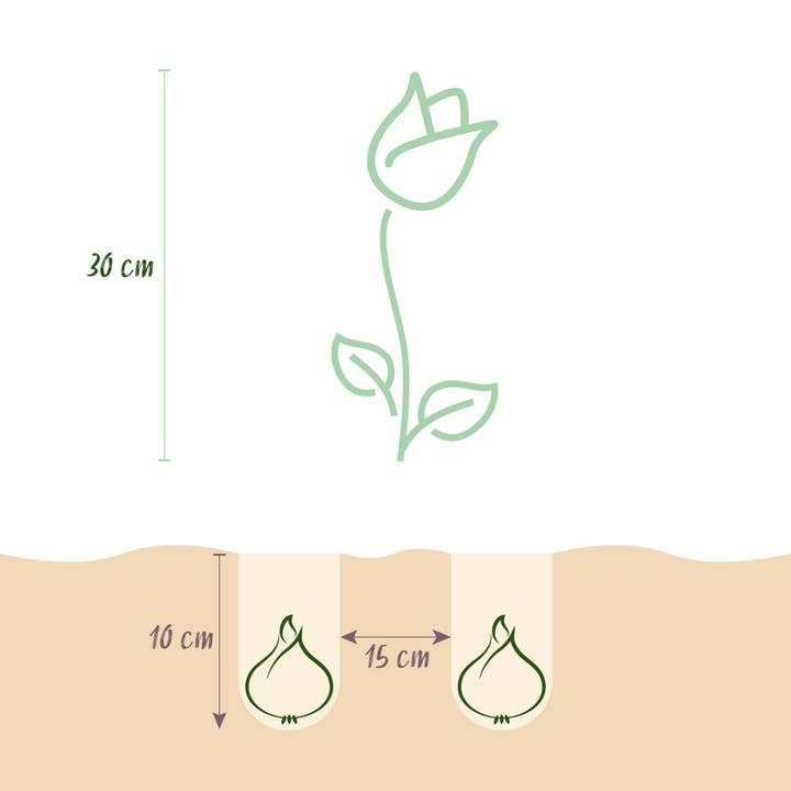 Oasis of Life - Vendita all'ingrosso Piante vive - Bulbi di tulipano Blueberry Mix – Vari colori – 12 pezzi – Dimensione del bulbo 11/12 – Miscela di tulipani colorati per giardino, balcone e terrazza – Fioritura primaverile3
