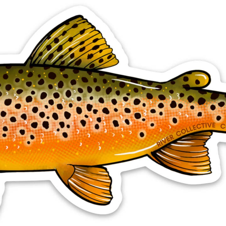BROWN TROUT DECAL for wholesale by River Collective Co.