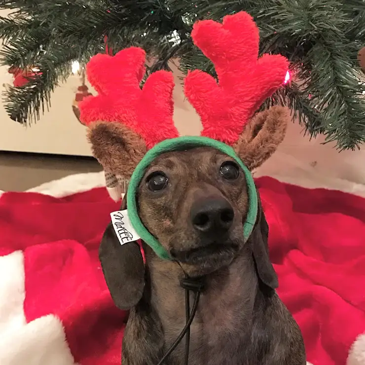 Midlee Designs - Wholesale Pet Costume - Dog - Midlee Christmas Reindeer Small Dog Antlers7