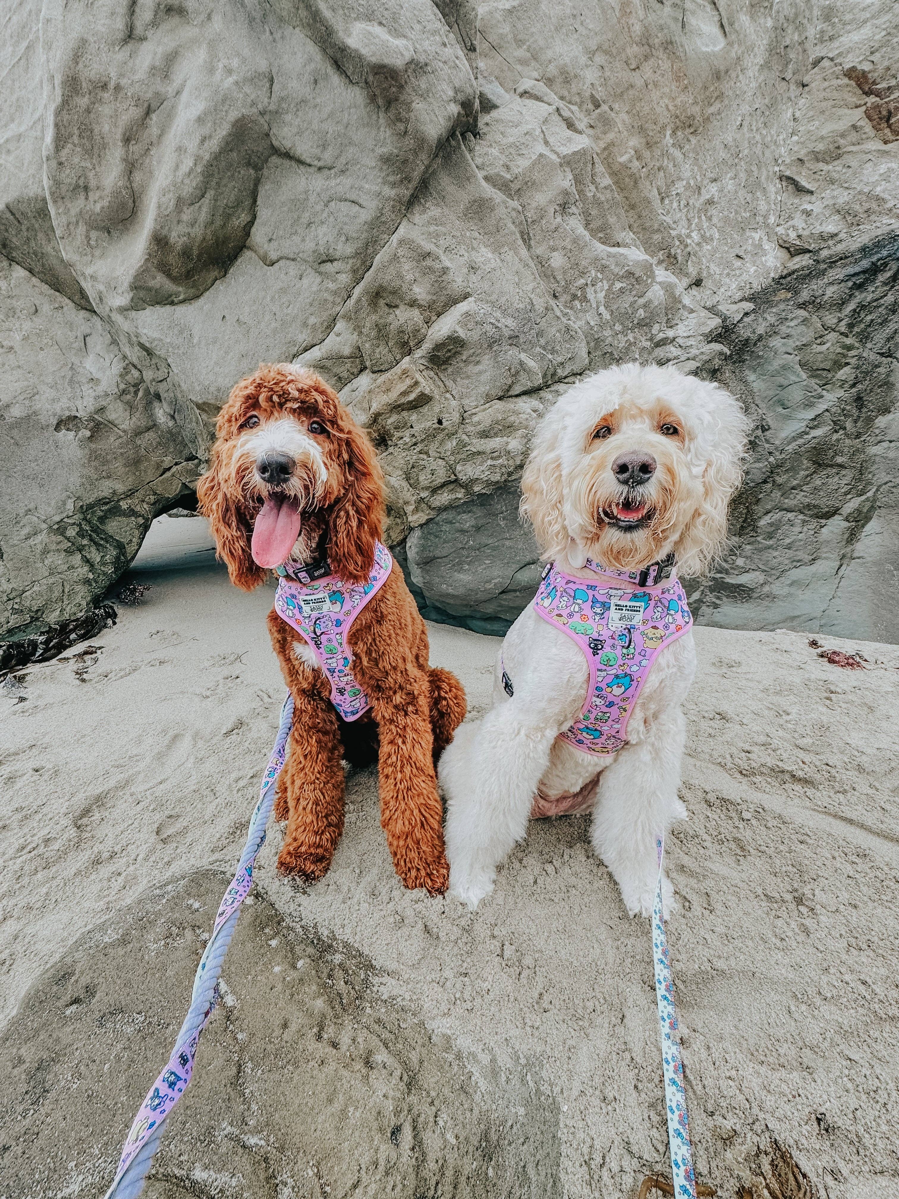 SASSY WOOF - Wholesale Pet Harness - Dog - Dog Adjustable Harness - Hello Kitty® & Friends Flower Festival13