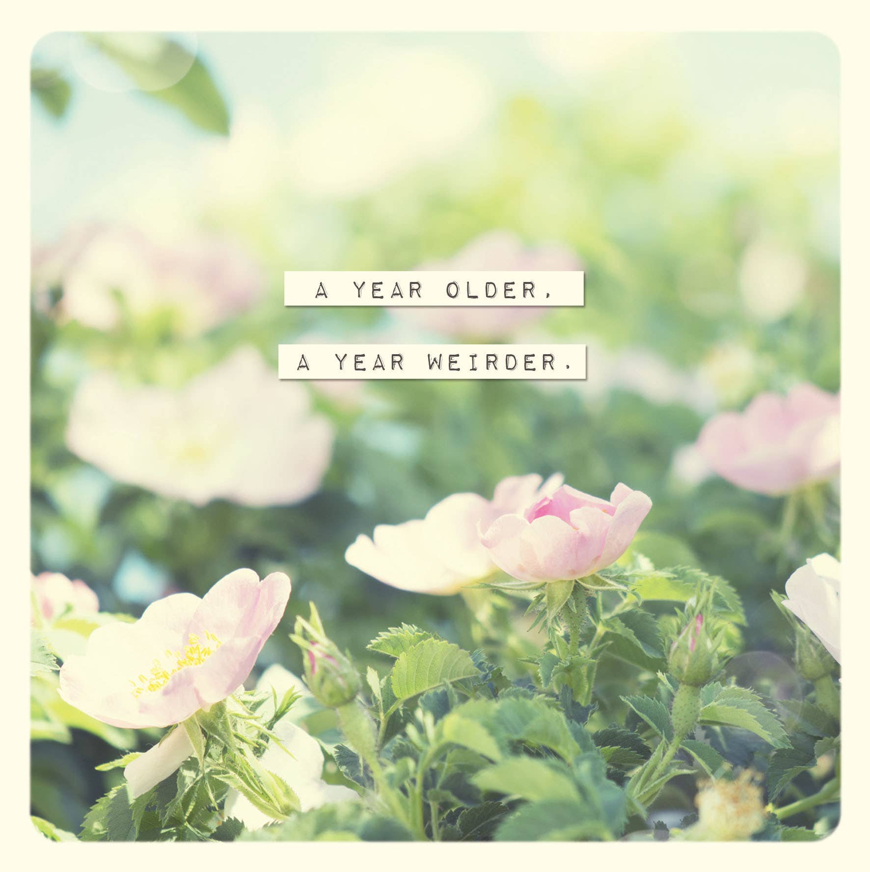 Portico Designs – Engroshandel Fødselsdagskort – Paper Ninja - Fødselsdagskort0