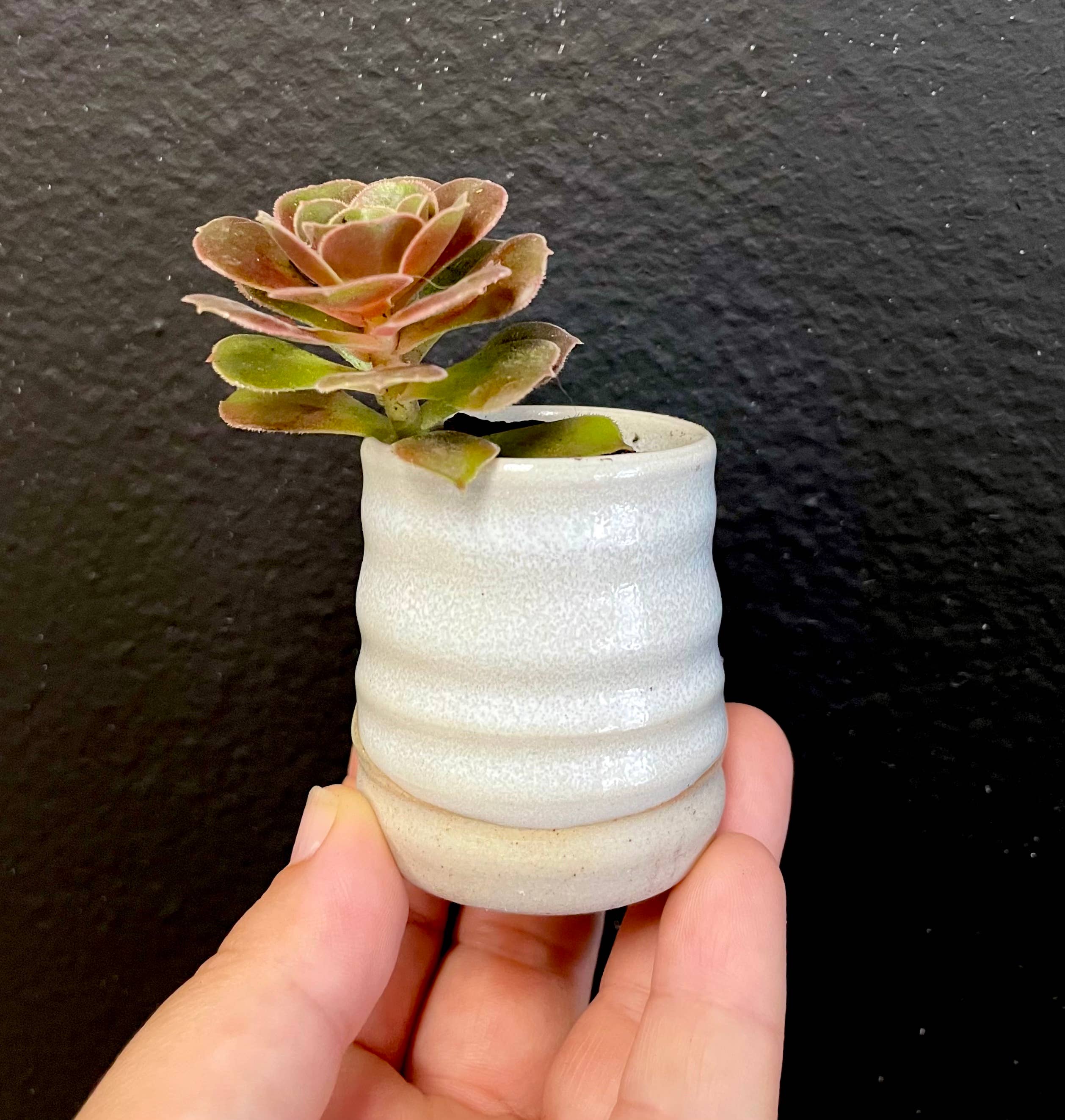 Sara Pilchman Ceramics - Wholesale Plant Pot - TinyPot Planters1