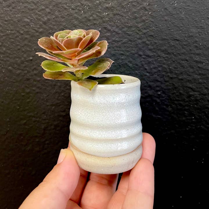 Sara Pilchman Ceramics - Wholesale Plant Pot - TinyPot Planters1