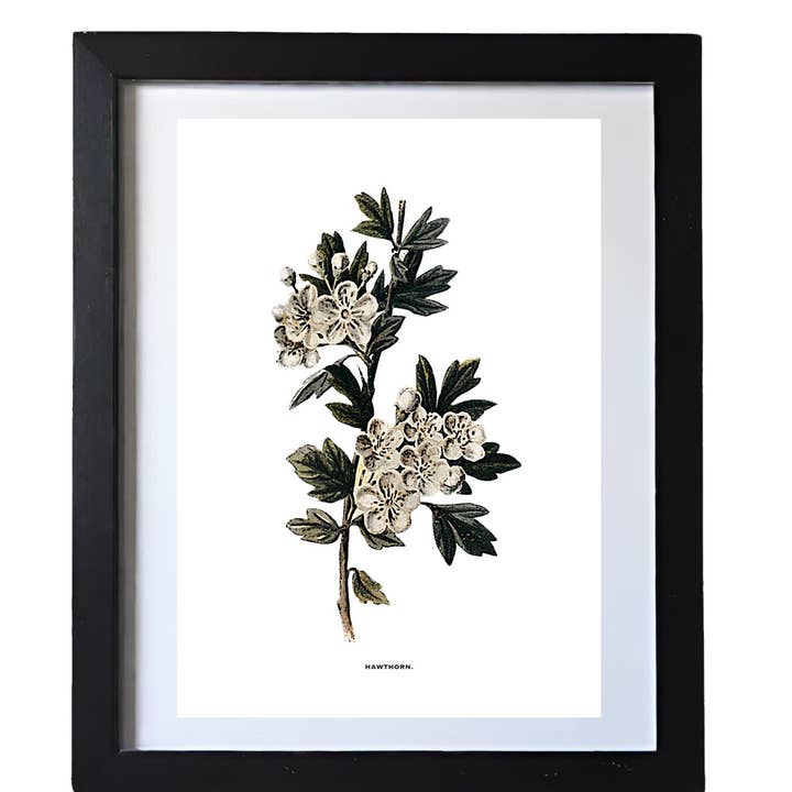 Coultura - Wholesale Gallery Wall Set - Framed Vintage Botanical Floral Wall Art Prints: Set Of Six4