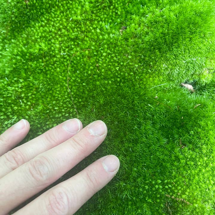 Moss & Stone Gardens - Wholesale Live Plant - Live Cushion Moss (1-500 sq ft) - Leucobryum glaucum4
