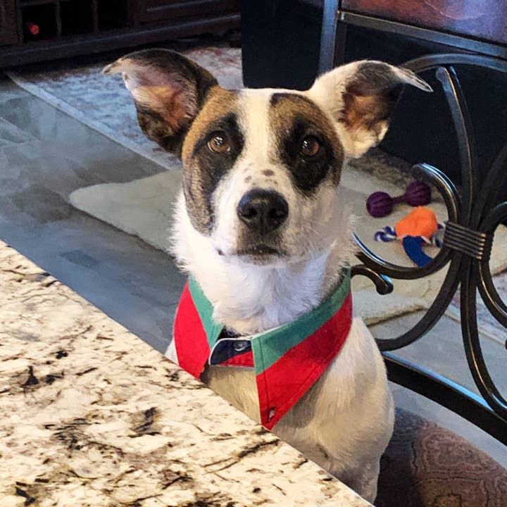 Create Good Company - Wholesale Pet collar – Dog - Fancy Dog Collar Starter Set5