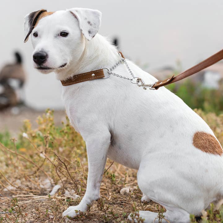 Euro-Dog Collars and Leads - Venta al por mayor Collar - Perros - Collar de perro europeo de cuero suave estilo martingala
